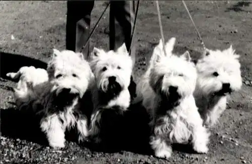 Foto Hunde an der Leine, West Highland White Terrier, Portrait