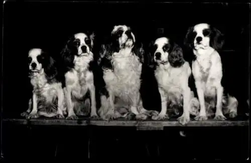 Foto Hunde, Cocker Spaniel, Portrait