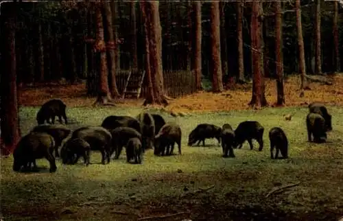 Ak Wildschweine im Harz