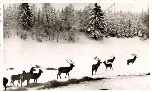 Ak Wald, Schnee, Winter, Hirsche, Rehe