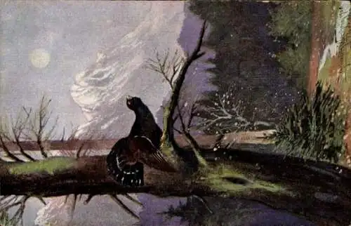 Künstler Ak Auerhuhn am Baum, Wald