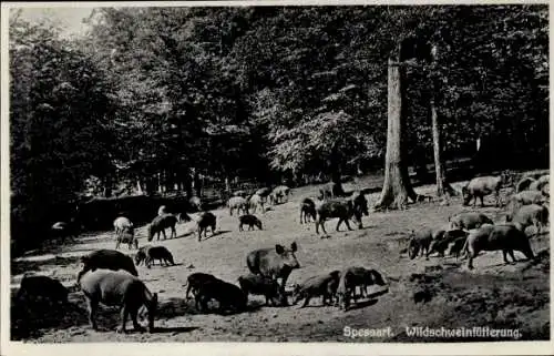 Ak Spessart, Wildschweinfütterung, Wald