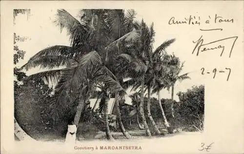 Ak Maroantsetra Madagaskar, Cocotiers, Kokospalmen