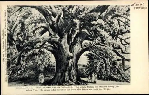 Ak Gerolstein in der Eifel, Gerolsteiner Linde, Gerichtslinde 1366, Umfang 7m, Schattenfläche 700