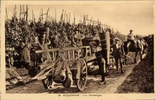 CPA Riquewihr Reichenweier Alsace Haut Rhin, Les Vendanges