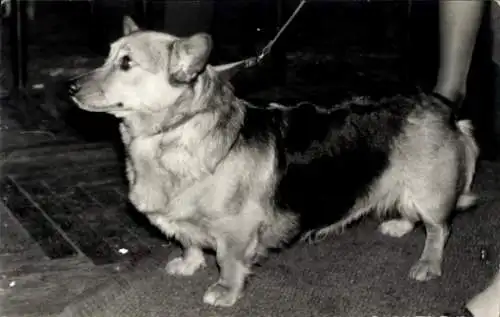 Foto Hund, Welsh Corgi Pembroke, Portrait