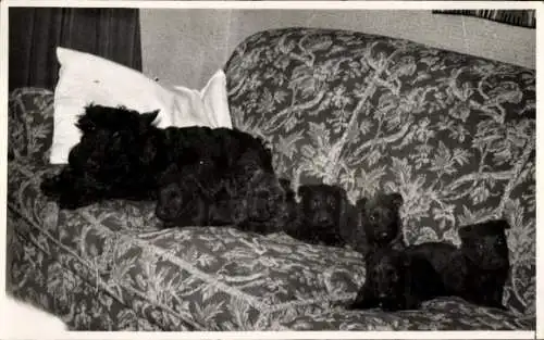 Foto Hunde, Welpen, Scottish Terrier