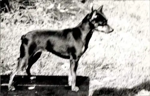Foto Hund, Portrait