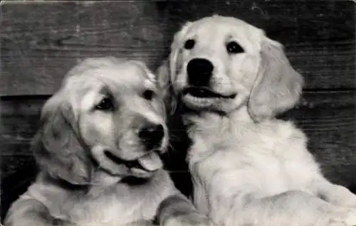 Foto Hunde, Golden Retriever, Portrait