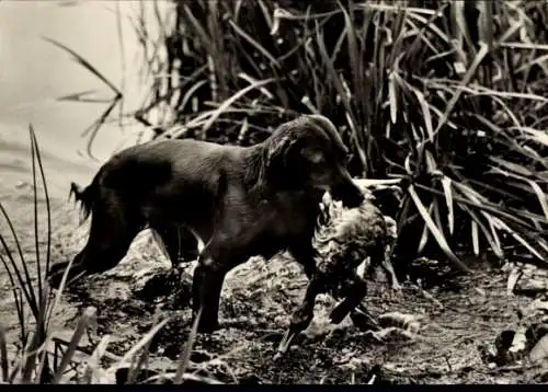 Ak Jagd, Jagdhund mit Beute, Deutsch Langhaar