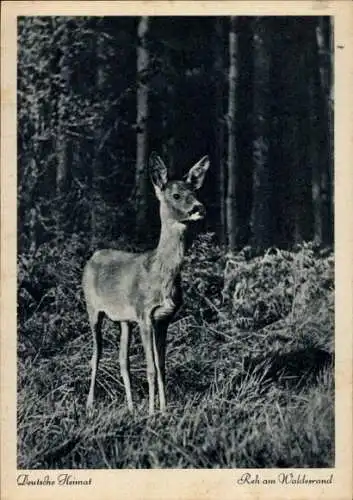 Ak Reh im Wald, Waldtier