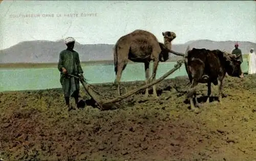 Ak Ägypten, Bauer mit Pflug, von Kamel und Rind gezogen