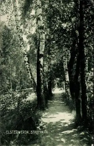 Ak Elsterwerda in Brandenburg, Stadtpark, Bäume, Wanderweg