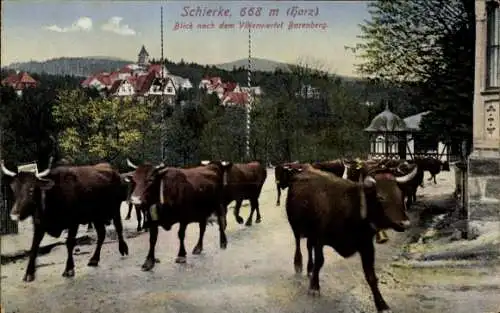 Ak Schierke Wernigerode im Harz, Cow parade, mountain backdrop, historic buildings, Harz regio...