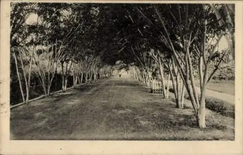 Ak Balikpapan Indonesien, Allee mit Bäumen, schattiger Weg, ruhige Natur