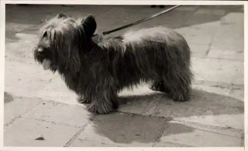 Foto Hund an der Leine, Terrier, Portrait