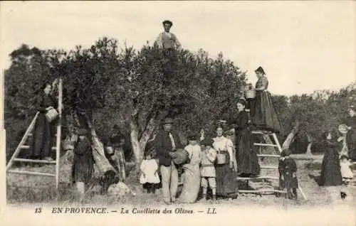CPA Provence, Cueillette des Olives