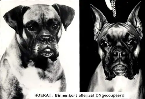 Ak Hunde, Boxer, Portrait
