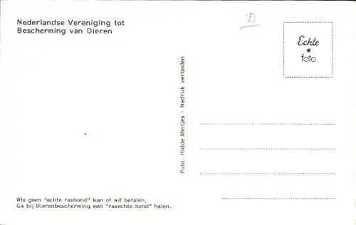 Ak Hunde, Boxer, Portrait