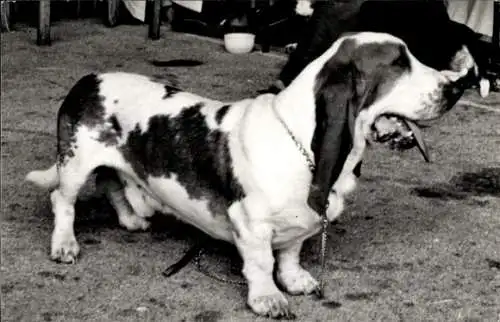 Foto Hund, Basset, Portrait