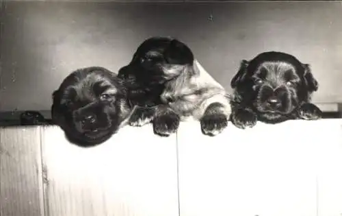 Ak Drei Welpen, Portrait