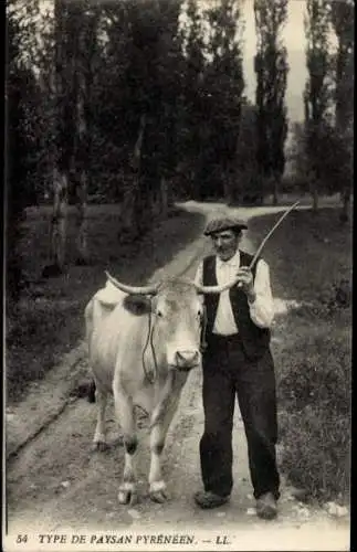 Ak Type de Paysan Pyreneen, Kuh