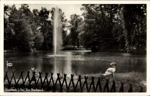 Ak Neustadt in Sachsen, Stadtpark, Schwäne