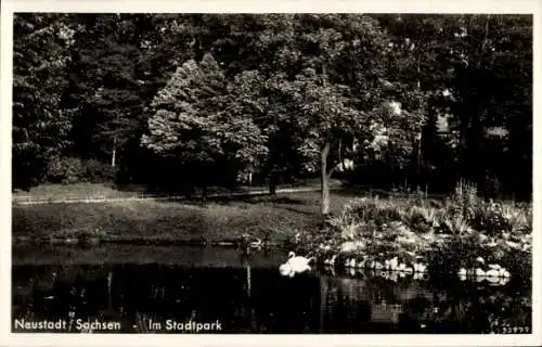 Ak Neustadt in Sachsen, Stadtpark, Teich, Schwäne