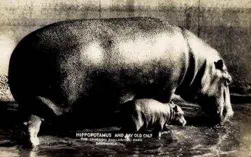 Ak Chicago Illinois USA, Zoo, Nilpferde