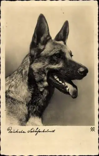 Ak Schäferhund, Hund, Tierportrait