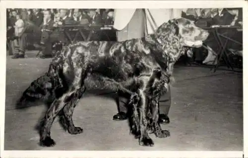 Foto Hundeausstellung, Spaniel