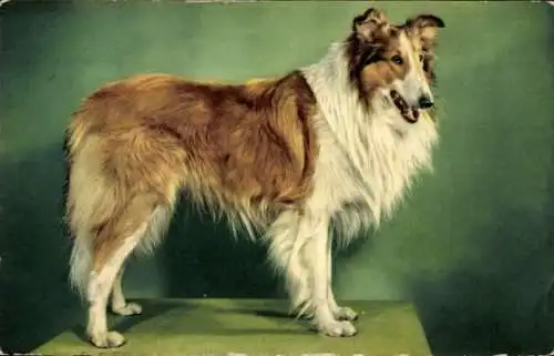 Ak Hund, Langhaarcollie