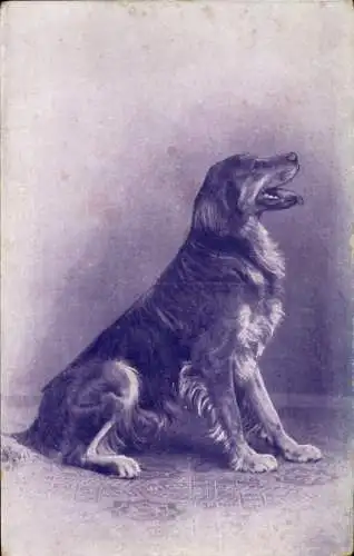 Ak Hund schaut nach oben, Tierporträt