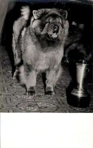 Foto Chow-Chow, Hund mit Pokal