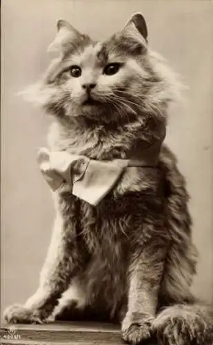 Ak Katze mit Halsband, Portrait