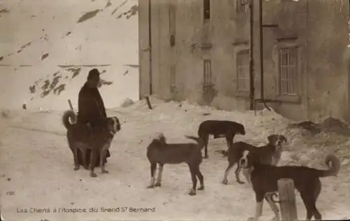Ak Grand St. Bernard, Bernhardiner, Winter