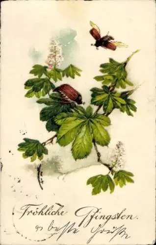 Ak Glückwunsch Pfingsten, Maikäfer, Laubblätter