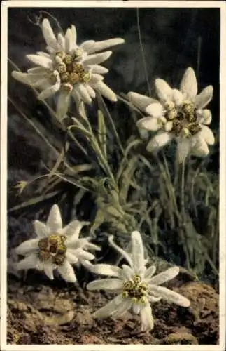 Ak Edelweiß, Blumen