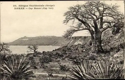 Ak Dakar Senegal, Baobab-Bäume, Küstenlandschaft, Kap Manuel, Schwarzweißfoto