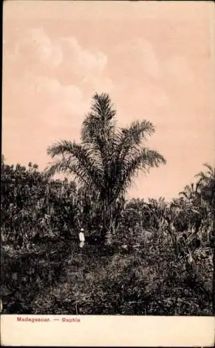 Ak Madagaskar Madagascar, Riesenpflanze Raphia, üppige Vegetation, Landschaft
