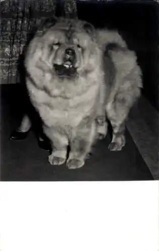 Foto Chow-Chow Hund, Tierporträt