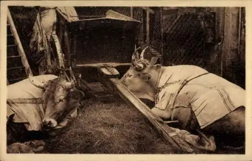 Ak Baskenland, Rinder im Kuhstall