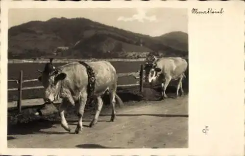 Ak Schliersee Oberbayern, Ankelalm, Almabtrieb, Kühe mit Blumenschmuck gehen an einem Zaun ent...