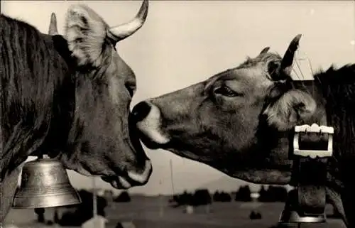 Ak Landwirtschaft, Zwei Kühe, Glocke