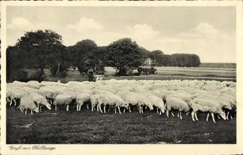 Ak Hellweg, Schafe, Schafherde