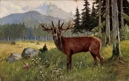 Ak Junger Hirsch im Wald