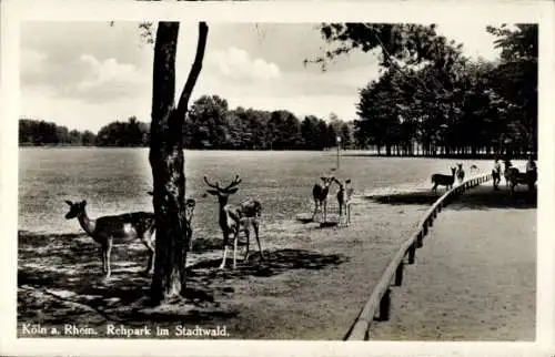 Ak Köln am Rhein, Rehpark, Stadtwald, Rehe