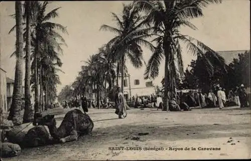 Ak Saint Louis Senegal, Rest der Karawane, Palmen, Kamel