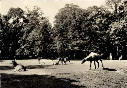 Ak Berlin Lichtenberg Friedrichsfelde, Tierpark Berlin, Antilopenwiese
