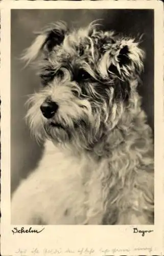 Ak Hundeportrait, Terrier, Schelm, Begro